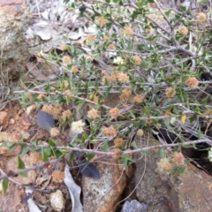 Acacia gunnii (Ploughshare Wattle) at Campbell, ACT - 6 Oct 2018 by SilkeSma
