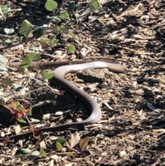Pseudonaja textilis (Eastern Brown Snake) at Acton, ACT - 6 Oct 2018 by AaronClausen
