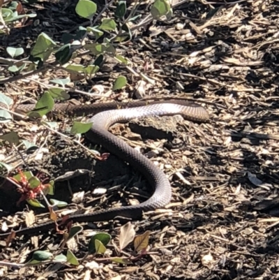 Pseudonaja textilis (Eastern Brown Snake) at Acton, ACT - 6 Oct 2018 by AaronClausen