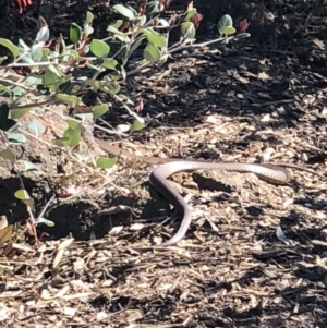 Pseudonaja textilis at Acton, ACT - 6 Oct 2018 02:06 PM