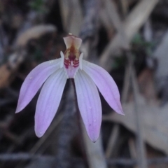 Caladenia fuscata (Dusky Fingers) at ANBG - 24 Sep 2018 by PeterR