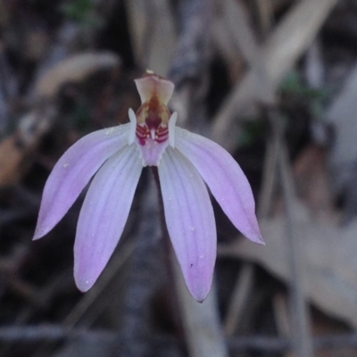 Caladenia fuscata (Dusky Fingers) at ANBG - 24 Sep 2018 by PeterR