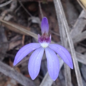 Cyanicula caerulea at Acton, ACT - 24 Sep 2018