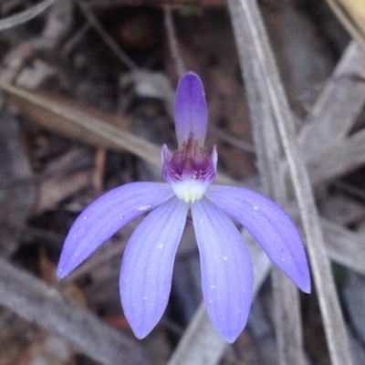 Cyanicula caerulea (Blue Fingers, Blue Fairies) at ANBG - 24 Sep 2018 by PeterR