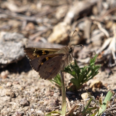 Trapezites phigalia (Heath Ochre) at Kambah, ACT - 6 Oct 2018 by MatthewFrawley