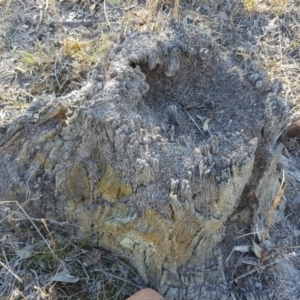 Papyrius nitidus at Hume, ACT - 6 Oct 2018