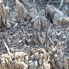 Papyrius nitidus at Hume, ACT - 6 Oct 2018