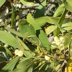 Acacia melanoxylon (Blackwood) at Jerrabomberra, ACT - 6 Oct 2018 by Mike