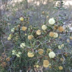 Acacia ulicifolia (Prickly Moses) at Isaacs Ridge - 6 Oct 2018 by Mike