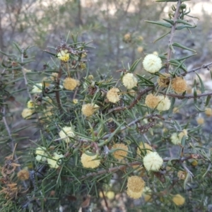 Acacia ulicifolia at Isaacs Ridge - 6 Oct 2018