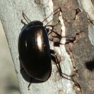 Chalcopteroides sp. (genus) at Isaacs Ridge Offset Area - 6 Oct 2018