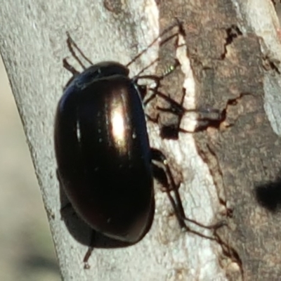 Chalcopteroides sp. (genus) (Rainbow darkling beetle) at Isaacs Ridge and Nearby - 6 Oct 2018 by Mike