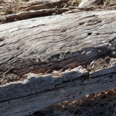 Papyrius nitidus (Shining Coconut Ant) at Jerrabomberra, ACT - 6 Oct 2018 by Mike