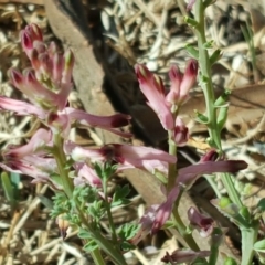 Fumaria sp. (Fumitory) at Isaacs Ridge and Nearby - 6 Oct 2018 by Mike
