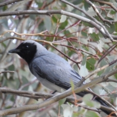 Coracina novaehollandiae (Black-faced Cuckooshrike) at Cooleman Ridge - 6 Oct 2018 by HelenCross