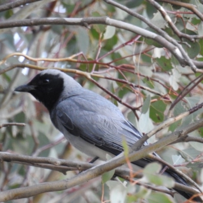 Coracina novaehollandiae (Black-faced Cuckooshrike) at Cooleman Ridge - 6 Oct 2018 by HelenCross