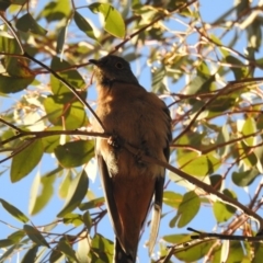 Cacomantis flabelliformis (Fan-tailed Cuckoo) at Cooleman Ridge - 6 Oct 2018 by HelenCross