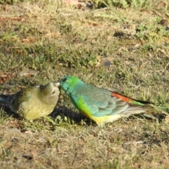 Psephotus haematonotus (Red-rumped Parrot) at Kambah, ACT - 6 Oct 2018 by HelenCross