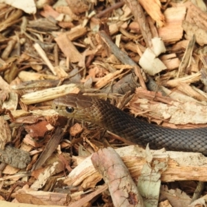 Pseudonaja textilis at Acton, ACT - 2 Oct 2018 02:29 PM