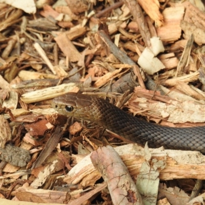 Pseudonaja textilis (Eastern Brown Snake) at Acton, ACT - 2 Oct 2018 by HelenCross