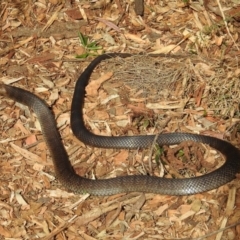 Pseudonaja textilis at Acton, ACT - 2 Oct 2018 02:29 PM