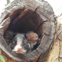 Pseudocheirus peregrinus (Common Ringtail Possum) at ANBG - 2 Oct 2018 by HelenCross