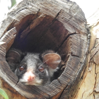 Pseudocheirus peregrinus (Common Ringtail Possum) at ANBG - 2 Oct 2018 by HelenCross