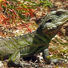 Intellagama lesueurii howittii (Gippsland Water Dragon) at Acton, ACT - 6 Oct 2018 by RodDeb