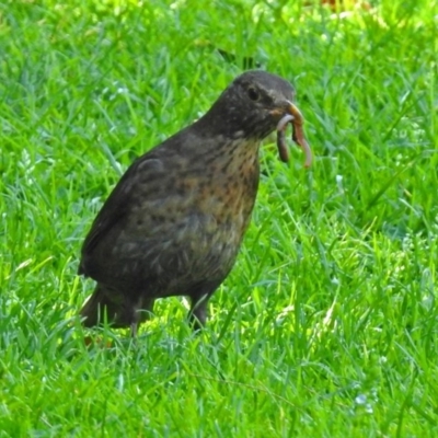 Turdus merula (Eurasian Blackbird) at Acton, ACT - 6 Oct 2018 by RodDeb