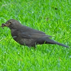 Turdus merula at Acton, ACT - 6 Oct 2018 02:41 PM