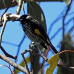 Phylidonyris novaehollandiae (New Holland Honeyeater) at ANBG - 6 Oct 2018 by RodDeb