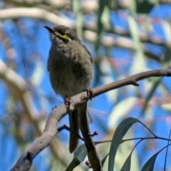 Caligavis chrysops (Yellow-faced Honeyeater) at ANBG - 6 Oct 2018 by RodDeb