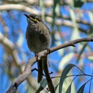 Caligavis chrysops at Acton, ACT - 6 Oct 2018 01:50 PM