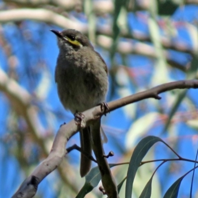 Caligavis chrysops (Yellow-faced Honeyeater) at Acton, ACT - 6 Oct 2018 by RodDeb