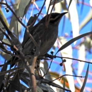 Caligavis chrysops at Acton, ACT - 6 Oct 2018 01:50 PM