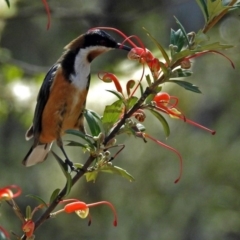 Acanthorhynchus tenuirostris (Eastern Spinebill) at Acton, ACT - 6 Oct 2018 by RodDeb