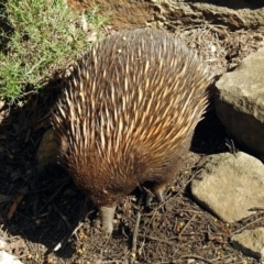 Tachyglossus aculeatus (Short-beaked Echidna) at Hackett, ACT - 6 Oct 2018 by RodDeb