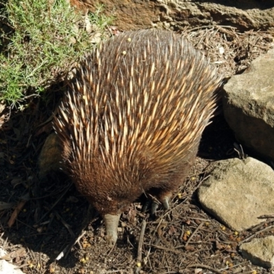 Tachyglossus aculeatus (Short-beaked Echidna) at ANBG - 6 Oct 2018 by RodDeb