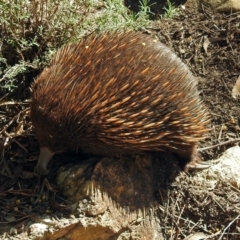 Tachyglossus aculeatus at Hackett, ACT - 6 Oct 2018 02:00 PM