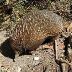 Tachyglossus aculeatus at Hackett, ACT - 6 Oct 2018