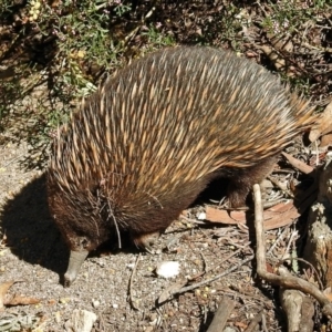 Tachyglossus aculeatus at Hackett, ACT - 6 Oct 2018