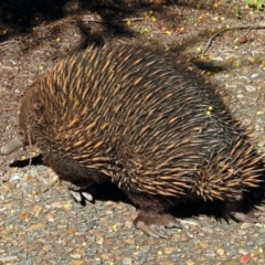 Tachyglossus aculeatus at Hackett, ACT - 6 Oct 2018 02:00 PM