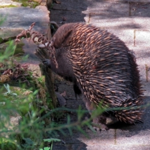 Tachyglossus aculeatus at Hackett, ACT - 6 Oct 2018