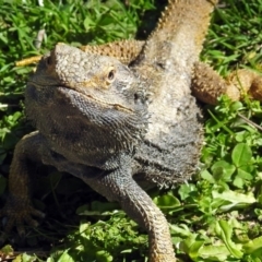 Pogona barbata (Eastern Bearded Dragon) at Hackett, ACT - 6 Oct 2018 by RodDeb