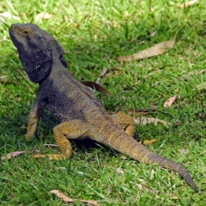 Pogona barbata at Hackett, ACT - suppressed