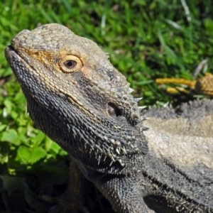 Pogona barbata at Hackett, ACT - suppressed