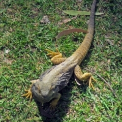 Pogona barbata at Hackett, ACT - 6 Oct 2018