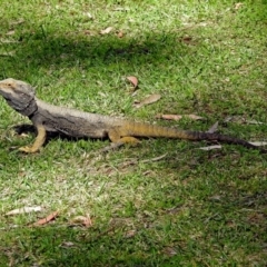 Pogona barbata at Hackett, ACT - 6 Oct 2018