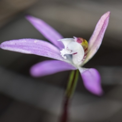 Caladenia fuscata (Dusky Fingers) at Cook, ACT - 6 Oct 2018 by GlenRyan