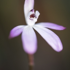 Caladenia fuscata at Cook, ACT - suppressed